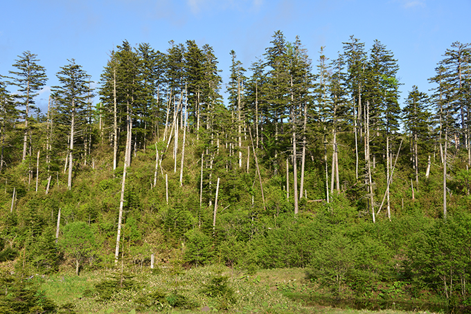 2013-06-15・加工済・立ち枯れが目立つ国有林・DSC_0027