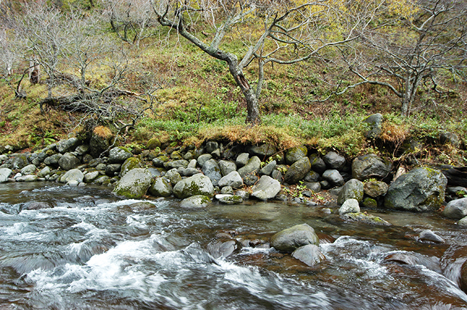 川底が下がったため、川岸から石が転がりだしてくる。