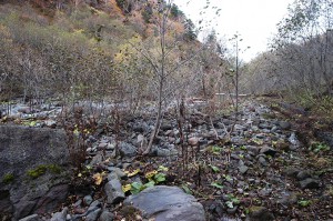 治山ダムの堆砂域は樹林化が進む。