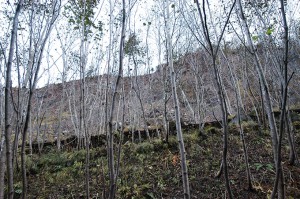 林道を護る鋼鉄製の土砂の防護柵。土砂で壊れ、林道も埋まっていた。