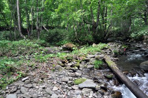 川岸と川底の落差は小さいので、増水すれば氾濫原に水が溢れ出し、巨石や流木は氾濫原の樹林に補足されてしまう。