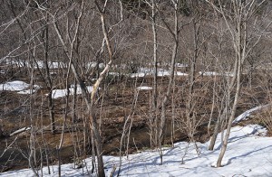 砂防ダムの堆砂域は樹林化している。
