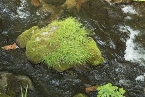 苔むした石は清流の象徴である。松倉川にはすばらしい支流が残されている。