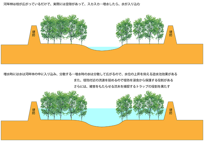 ①河畔林の役割-01・遊水池効果・浸食作用の低
