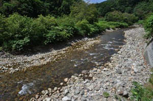 急勾配の渓流なのに川の石は小さく、増水したら流されるような石だ。川底は下がり、川岸は段差ができているのが分かる。これが河床低下の特徴で、上流にダムがある証拠だ。