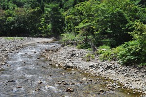 蛇行し、流れが弱まるところには大量の微細な砂やシルトが堆積している。対岸の河畔林の根元は崩れて根っこが見えている。流木に根っこが付いているのは、川岸が崩れて河畔林とともに流れ出た証だ。 　これもダムの影響を示す特徴である。