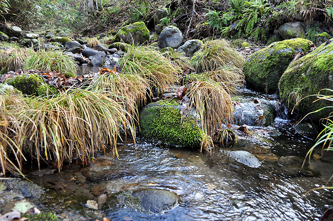支流の小さな川では苔むした石が見られる。群別川もかつてはこうした苔むした川だったようだ。