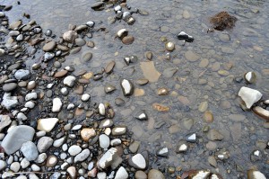川底の砂利。微細砂やシルト（泥）がかなり沈殿している。これでは川底に産み落とされた魚の卵は育たない。