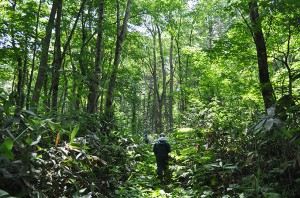 地図で、渡島森林管理署の治山ダムが上流にある事がわかった。ブヨの群れに襲われながら、ヒグマが徘徊する密林を上り、治山ダムを探した。2011年7月7日