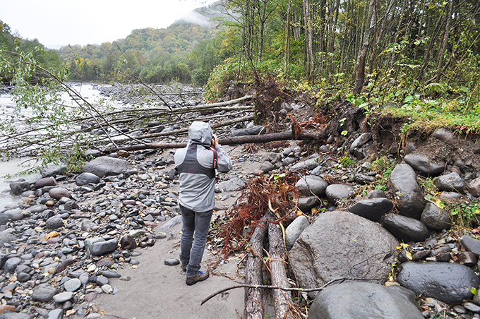 川岸が崩れ、立木は倒れ込んでいた。根がついたままの流木の多くは山が崩れて、そこから流木が流れてきたと河川管理者や専門家らはいうけれど、実際には川岸や山の斜面にあった立木が流されているのが事実だ。