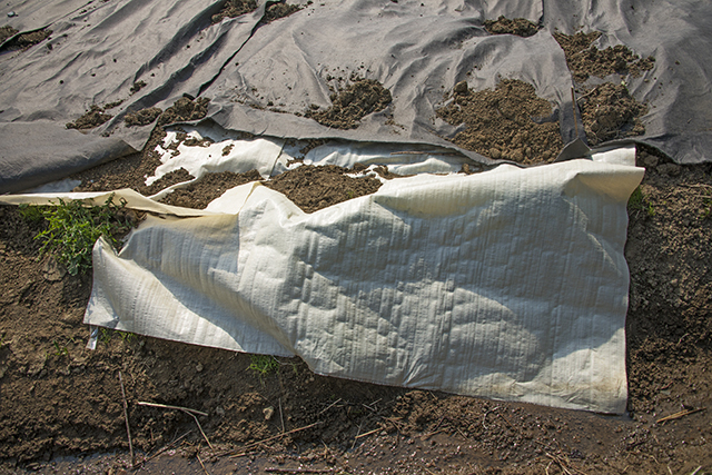 防水シートを重ねた上に、土壌浸透防止のマットを敷いているだけである　撮影：2016年5月1日